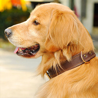 collier chien golden blond