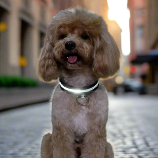 Collier LED pour chien noir, bande lumineuse autour du cou, anneau en D.