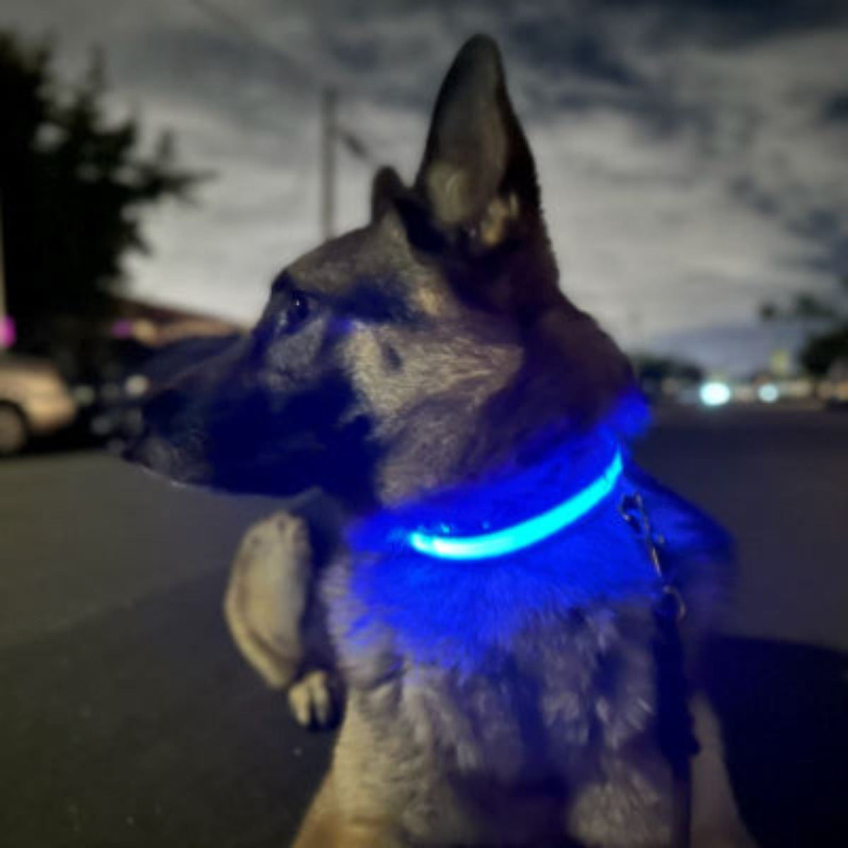 Collier lumineux pour chien bleu avec LED éclairant le tour du cou, vu sur la tête