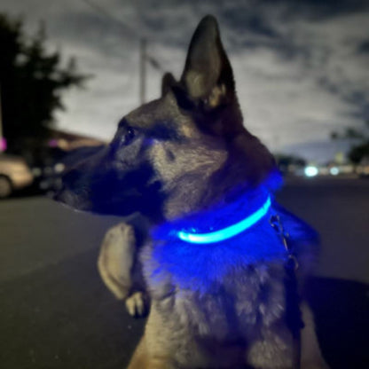 Collier lumineux pour chien bleu avec LED éclairant le tour du cou, vu sur la tête