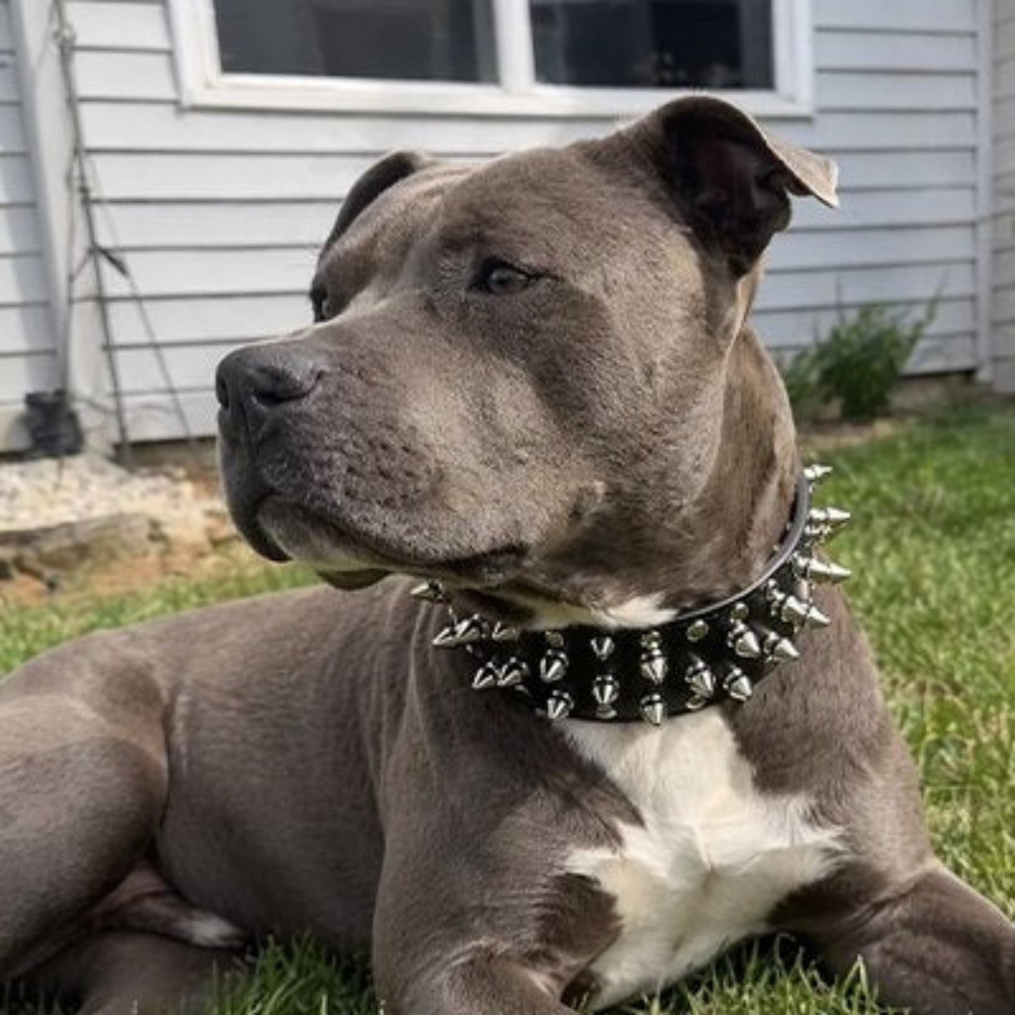 Collier Chien noir mastiff gris