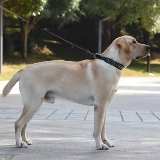 Collier punk pour chien noir à clous ronds argentés, fermeture à boucle