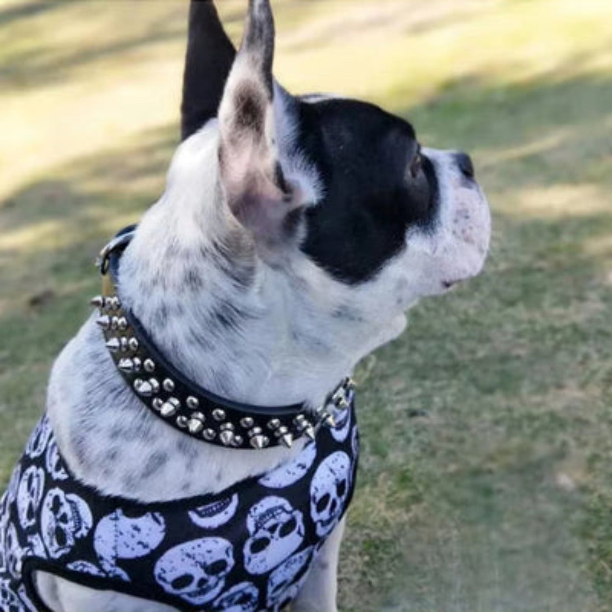 Collier punk pour chien noir à clous métalliques, sangles réglables