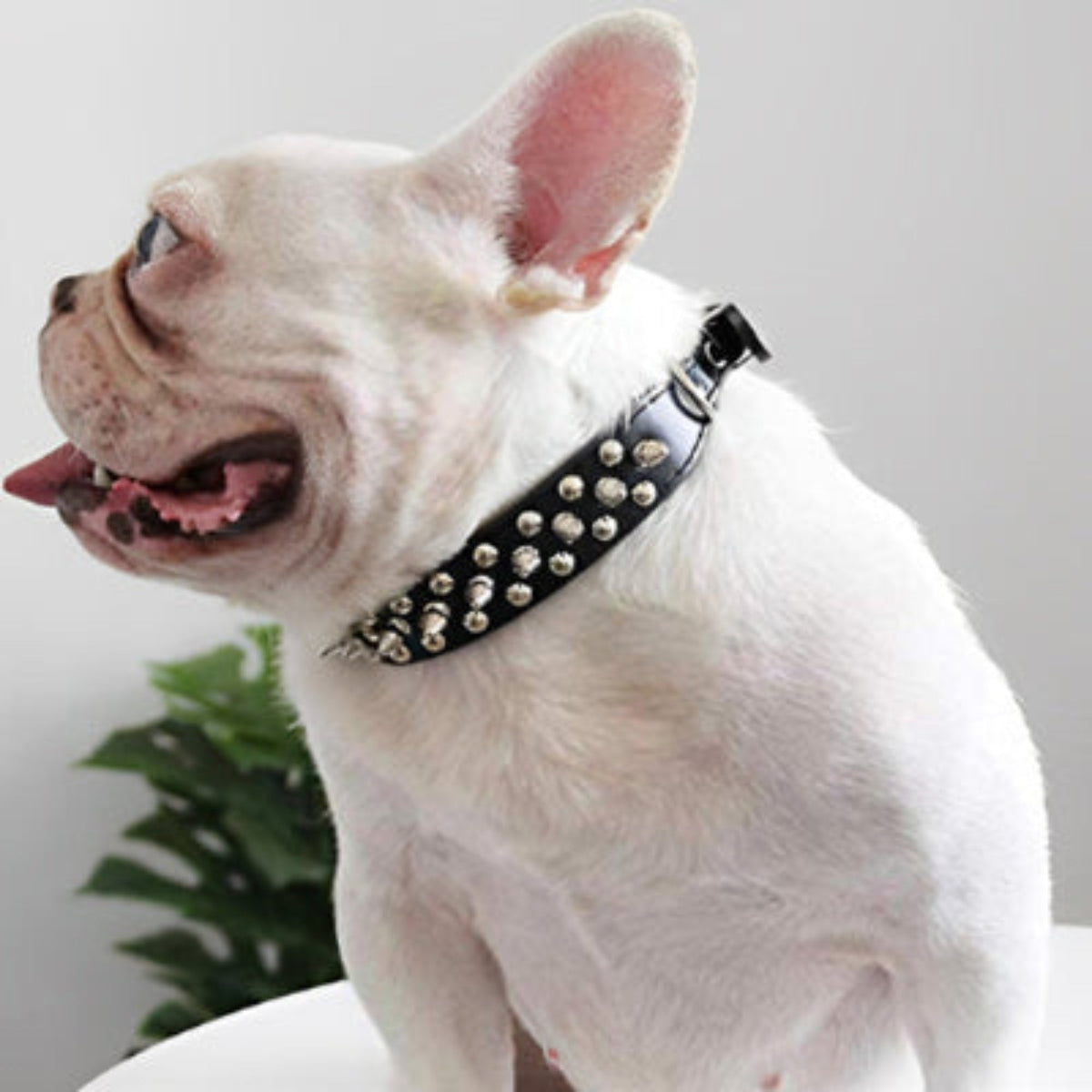 Collier punk pour chien noir à clous décoratifs, fermeture à boucle