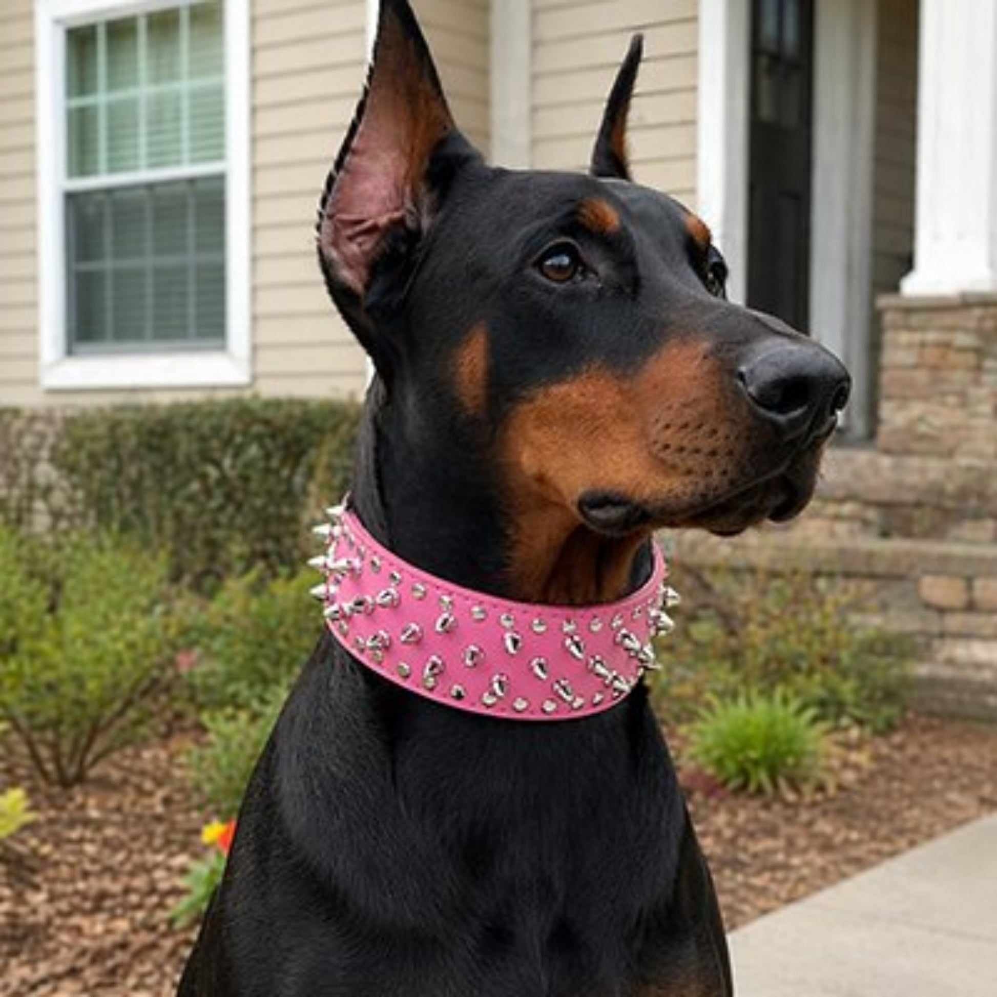 Collier Chien rose sur doberman noir