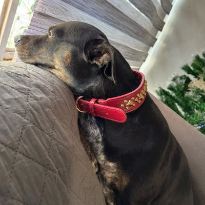 collier chien rouge divan