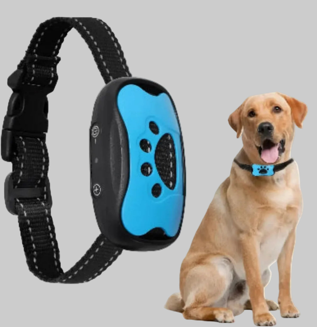 Collier de dressage pour chien à sangle noire et boîtier bleu