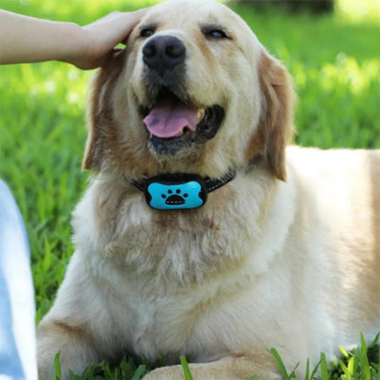 Collier de dressage pour chien avec boîtier bleu porté sur chien beige