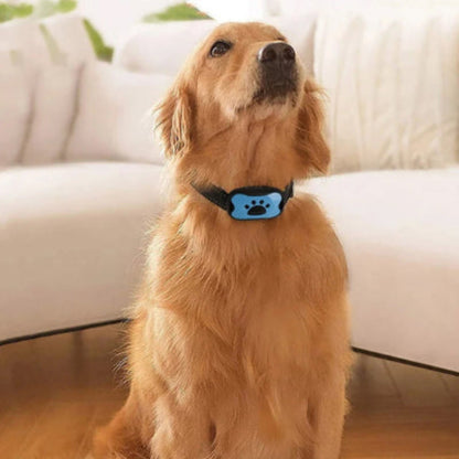 Collier de dressage pour chien avec boîtier bleu porté sur chien blond