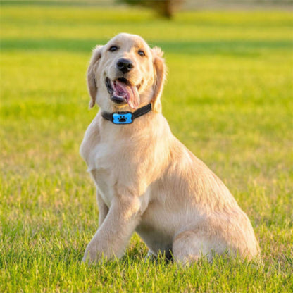 Collier de dressage pour chien avec boîtier bleu porté sur chien de couleur claire