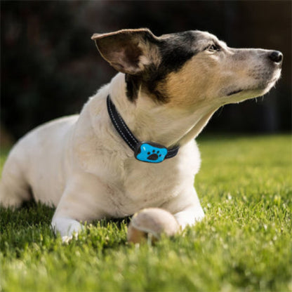 Collier de dressage pour chien avec boîtier bleu porté sur chien blanc et brun