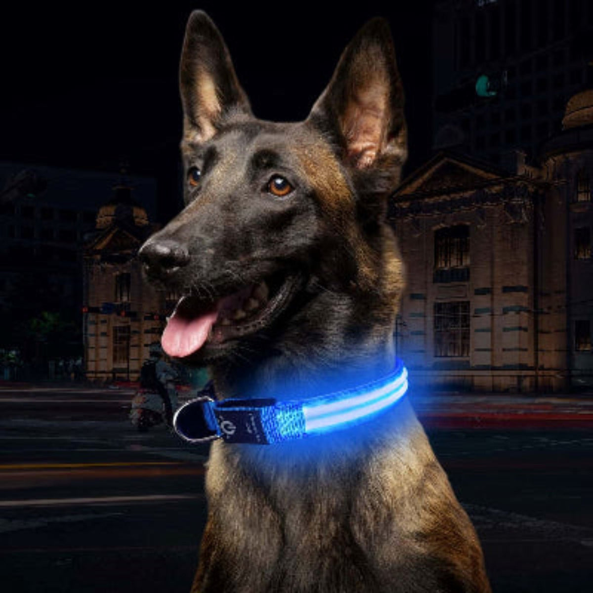 Collier lumineux pour chien bleu allumé, sangle noire avec bande LED autour du cou
