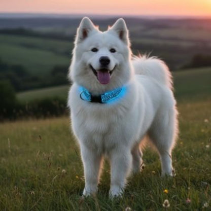 Collier lumineux pour chien bleu, tour de cou avec anneau lumineux circulaire
