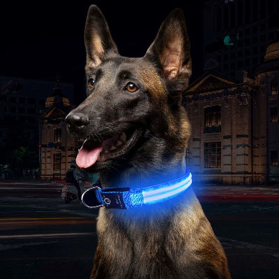 Magnifique la nuit ce collier lumineux pour chien