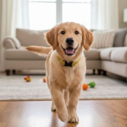 Collier lumineux pour chien jaune, tour de cou avec éclairage discret