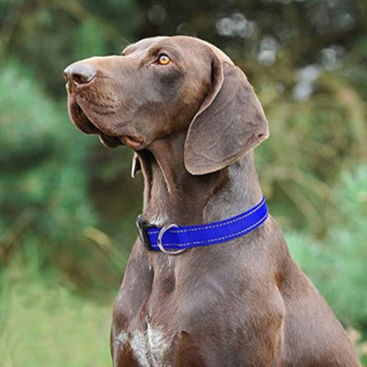 Collier réfléchissant pour chien bleu au cou, boucle visible