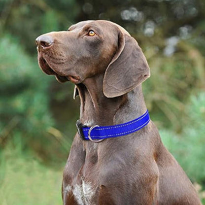 Collier réfléchissant pour chien bleu au cou, boucle visible