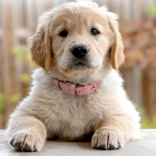 Collier pour chien rose pâle en cuir avec boucle, vu de face sur un chien beige