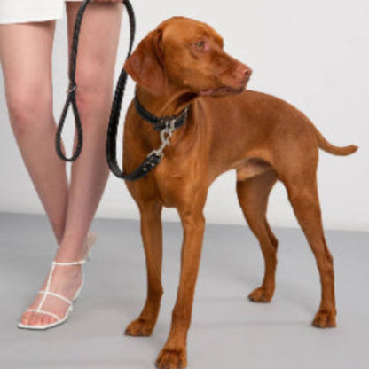 Collier en cuir noir pour chien, boucle et anneau métallique sur le cou