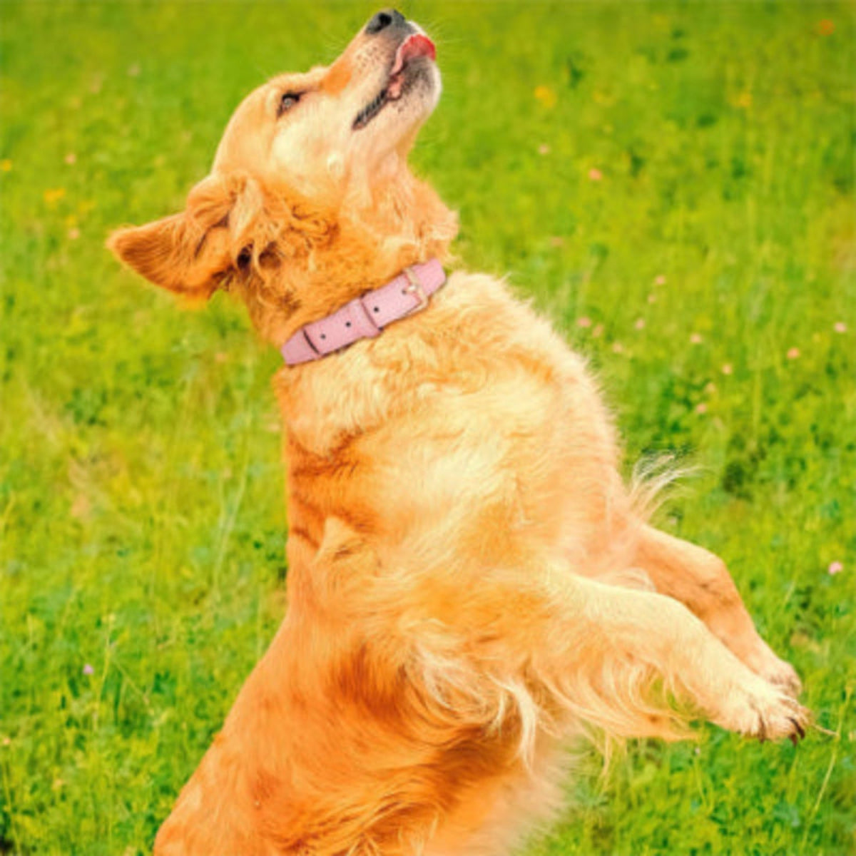 Collier pour chien rose pâle en cuir sur un chien blond, vu de côté