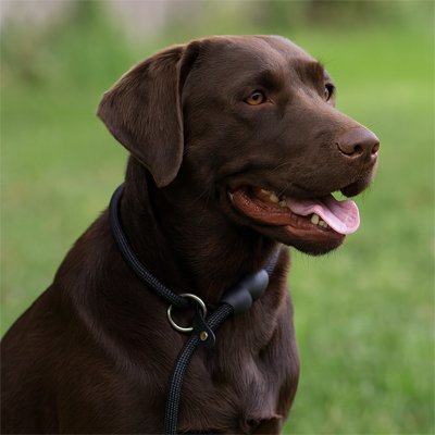 Collier pour chien foncé en sangle avec anneau, porté par un chien noir