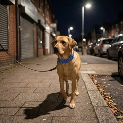 Collier pour Chien marchant le soir