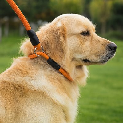Collier pour chien orange en sangle avec anneau, porté par un chien clair