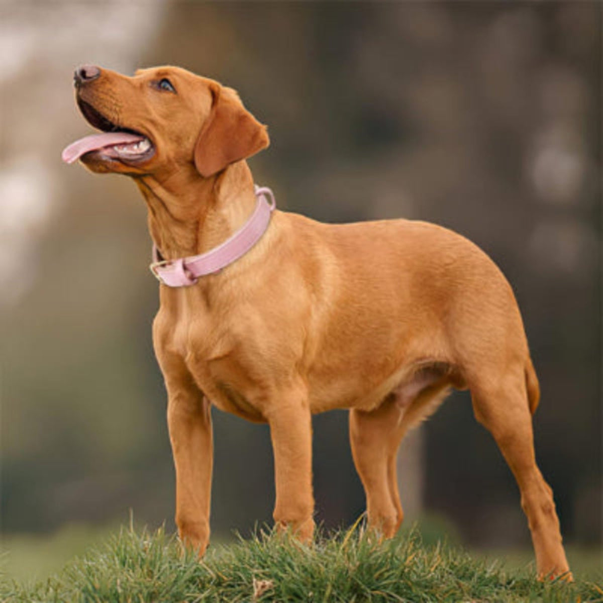 Collier pour chien rose pâle en cuir, sur un chien brun, vu de profil