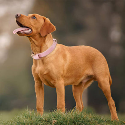 Collier pour chien rose pâle en cuir, sur un chien brun, vu de profil