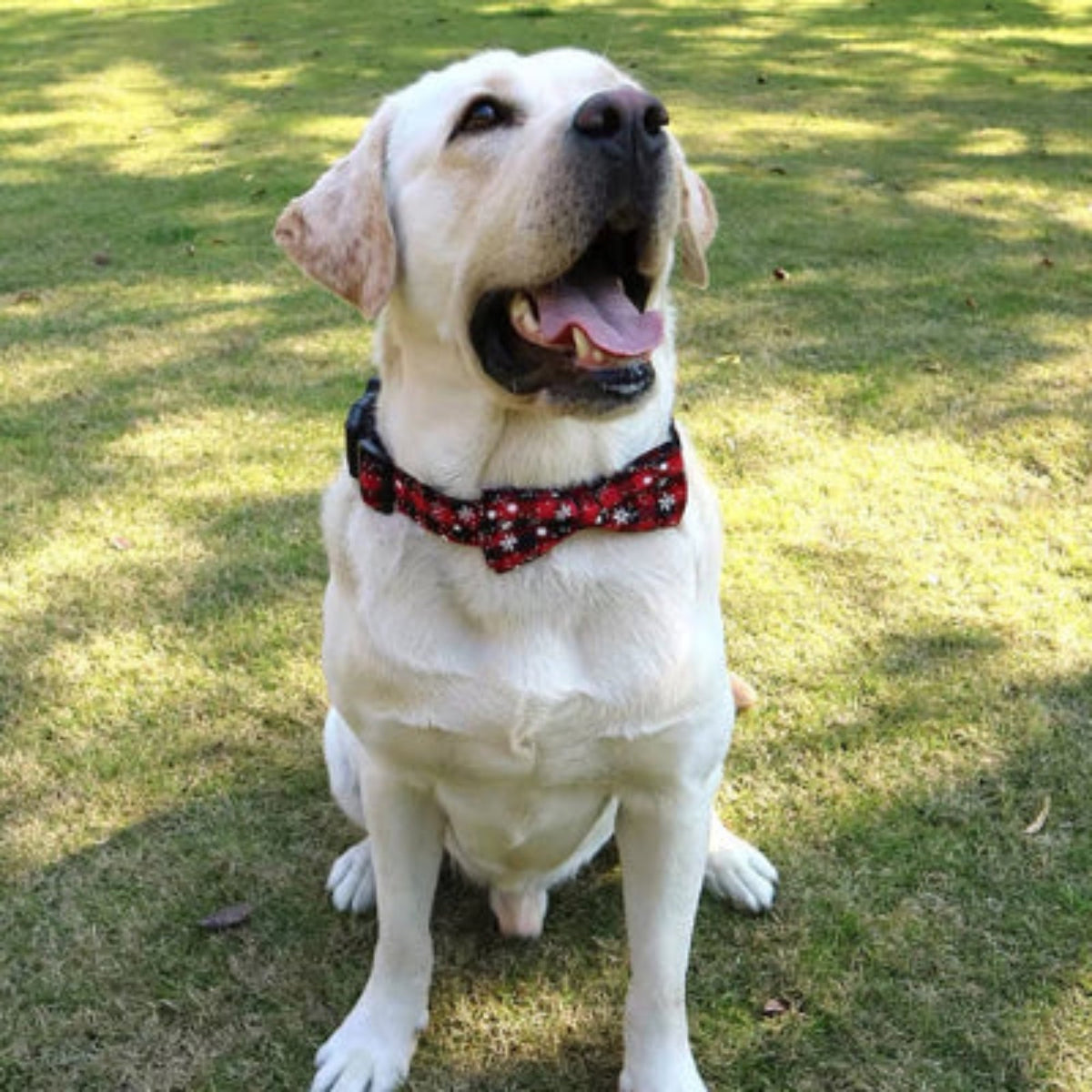Collier pour chien à nœud, tissu rouge à motifs étoiles et bordure noire.