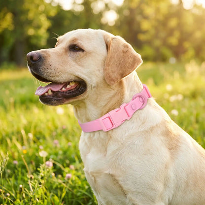 Collier pour Chien | Facile a laver