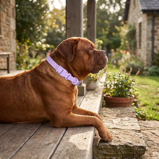 Collier pour chien violet clair, porté sur le cou, boucle de fermeture.