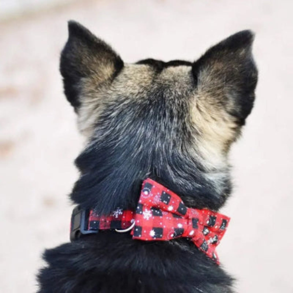 Collier pour chien à nœud, tissu rouge à motifs étoiles et fond sombre.