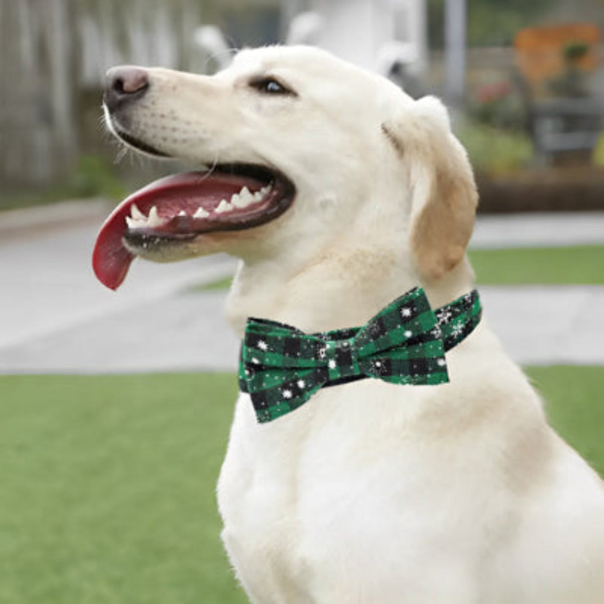 Collier pour chien à nœud, tissu vert à motifs étoiles sur fond sombre.