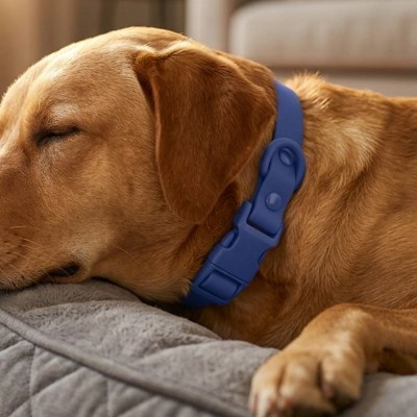 Collier pour Chien vu de profil magnifique