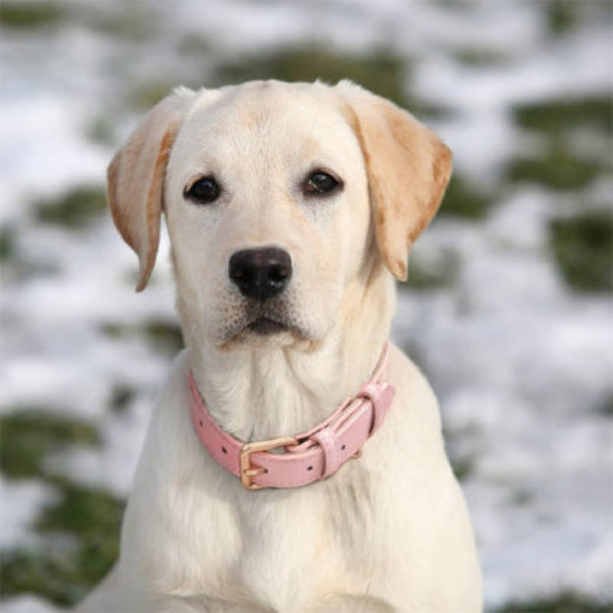 Collier pour chien rose pâle en cuir avec boucle, sur un chien clair, gros plan