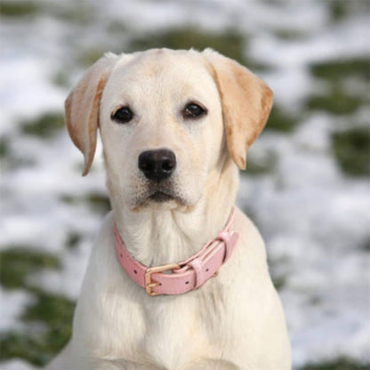 Collier pour chien rose pâle en cuir avec boucle, sur un chien clair, gros plan