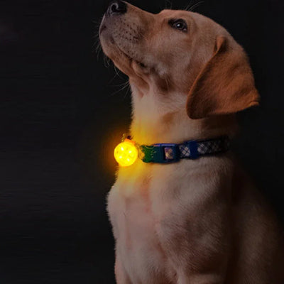 Colliers lumineux pour chiens jaune fantastique