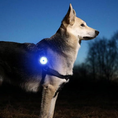 Colliers lumineux pour chiens sur harnais