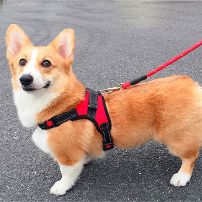 corgi adulte qui rit harnais pour chien souriant