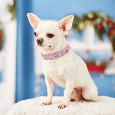 Daisy Collier Luxe pour chien chihuahua