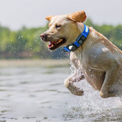 Dans le lac Collier GPS chien