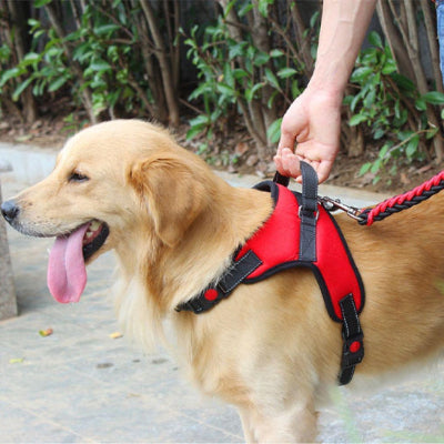 dehors golden harnais pour chien qui sourit