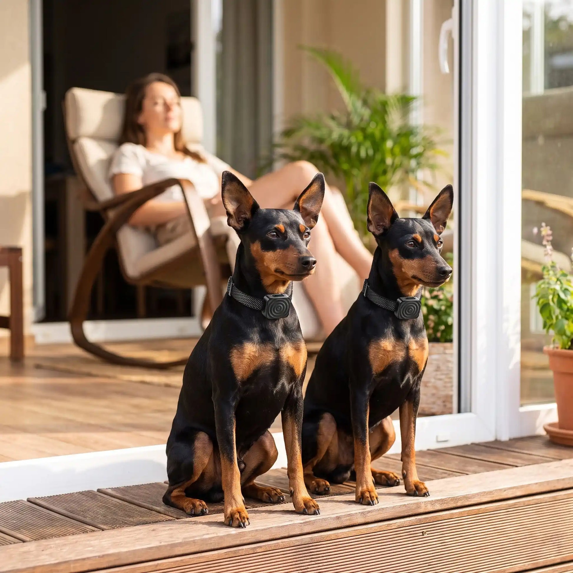 Deux pinschers portant collier chien anti aboiement calme
