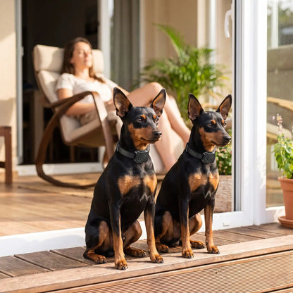 Deux pinschers portant collier chien anti aboiement calme