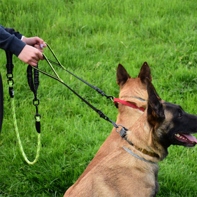 double laisse pour chien malinois assis
