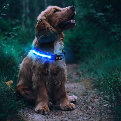 Épagneurl Collier GPS chien rendonnée