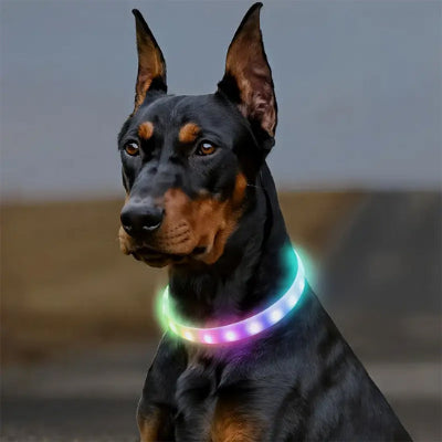 En face collier chien lumineux magnifique