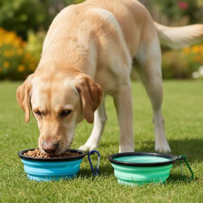 Jeu de deux gamelle chien pliantes bleu et vert, couvercles noirs, prêtes à servir