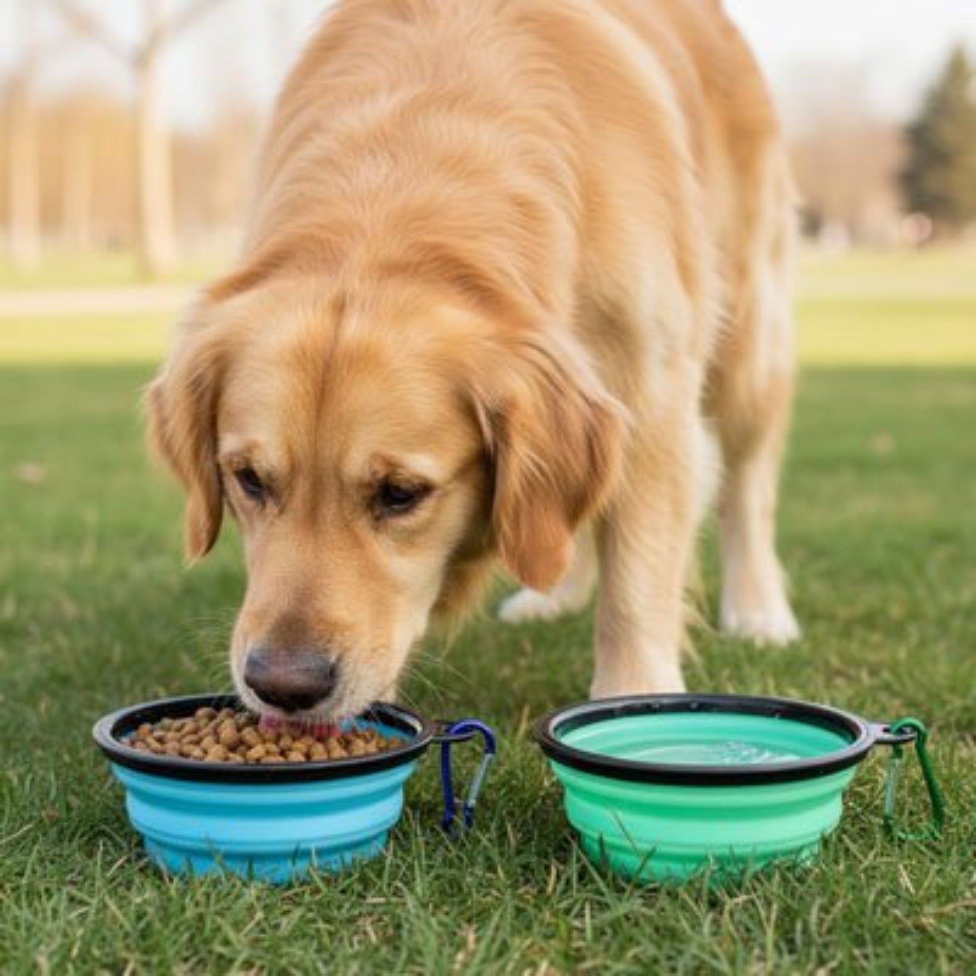 Deux gamelle chien pliantes pour chien, bleu et vert, couvercles noirs, croquettes visibles